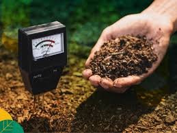 Tanah Masam Bikin Pupuk Sia-Sia? Kenali Solusi Netralisir pH Tanah Secara Kilat