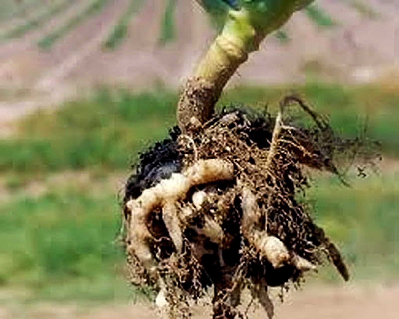 Vaksin Tanah Sebelum Tanam: Lindungi Akar dari Serangan Akar Gada &amp; Layu Fusarium Sejak Dini