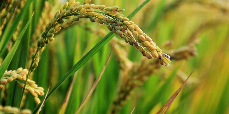 Rahasia Padi Anakan Meledak: Strategi Pupuk Serbuk NPK Tinggi &amp; ZPT di Fase Vegetatif Kunci Panen Maksimal