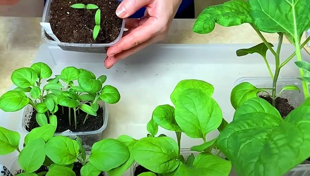 Nutrisi Instan Anti-Panas: Solusi Aman untuk Pertumbuhan Bibit Muda dan Sayuran Sensitif