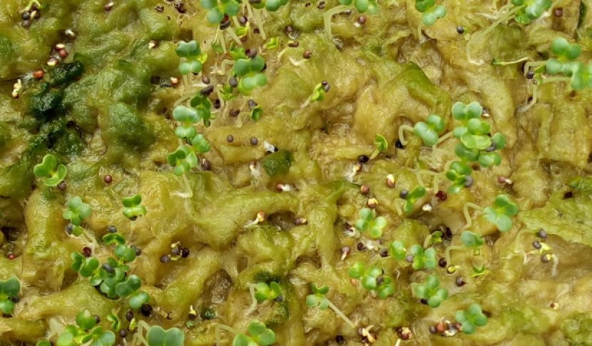 Hormon Sultan (GA4+GA7): Rahasia Memacu Percabangan Rimbun &amp; Mencegah Tanaman 'Kutilang'