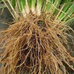 Kunci Start-Up Sempurna: Cairan Ajaib yang Membangun Akar Raksasa Sejak Perendaman Benih